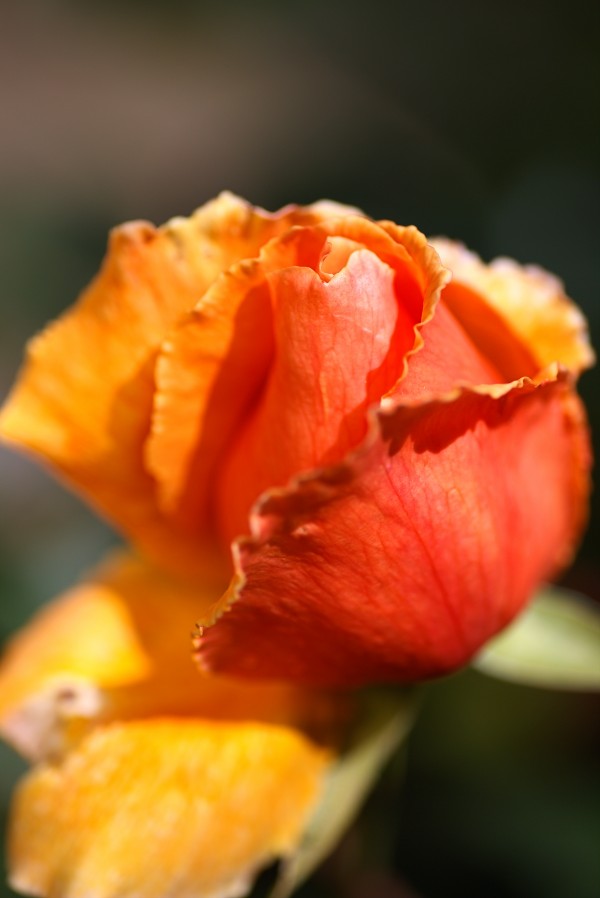 Golden Into Rich Orange Rose Bud  by Joy Watson